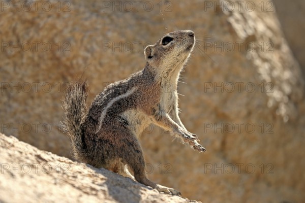 Antelope gopher, (Ammospermophilus harrisii), adult, on tree, foraging, Sonoran Desert, Arizona,