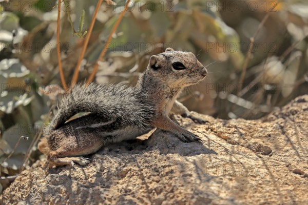 Antelope gopher, (Ammospermophilus harrisii), adult, on tree, foraging, Sonoran Desert, Arizona,
