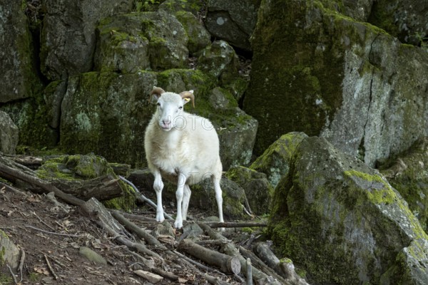 Sheep, white Domestic sheep (Ovis gmelini aries) with horn on volcanic basalt rocks, basanite,