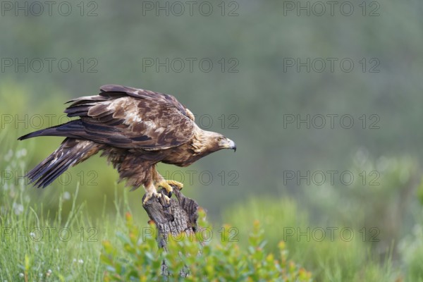 Golden eagle (Aquila chrysaetos) on its perch, a tree stump, Extremadura, Spain, Europe