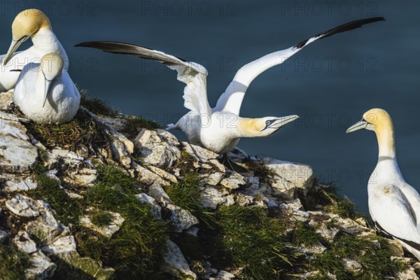 Northern Gannet, Morus bassanus, birds on cliff, Bempton Cliffs, North Yorkshire, England, United