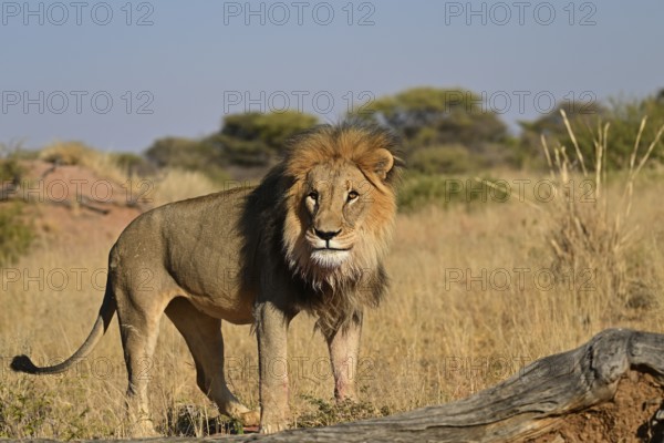 Lion (Panthera leo) male, standing in the grass in the savannah, Okonjima Game Farm, Namibia,