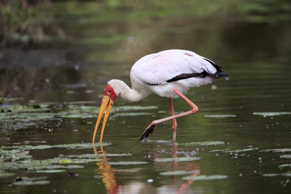 Glutton (Mycteria ibis), adult, in the water, foraging, Kruger National Park, Kruger National Park,