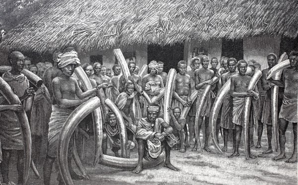 Ivory caravan arriving in Bagamoyo in Tanzania, 1895, elephant tusks, poachers, reproduction of an