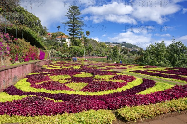 Flowerbeds planted as a pattern, Botanical Garden, Jardim Botanico, Funchal, Madeira, Portugal,