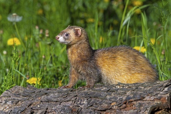 Erythristic European polecat (Mustela putorius) on the hunt, looking for prey from fallen tree