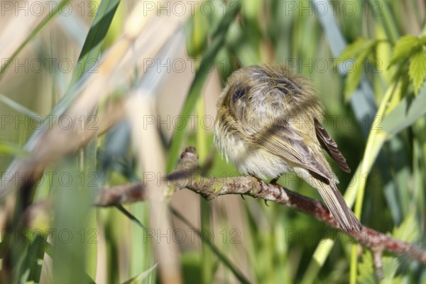 Chiffchaff or willow warbler (Phylloscopus collybita), sleeping animal in the biotope,