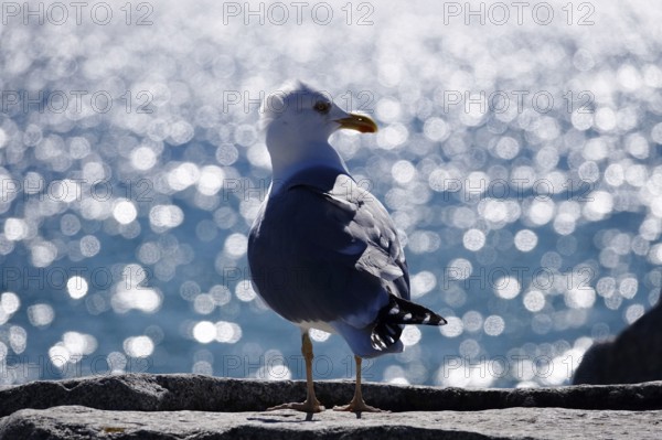 Seagull in front of the glittering waters of the Baltic Sea, Mecklenburg-Vorpommern, Germany,