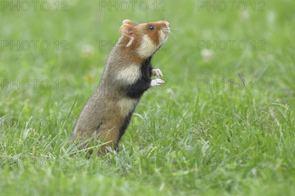 Field hamster (Cricetus cricetus), standing upright in meadow, Vienna, Lower Austria, Austria,