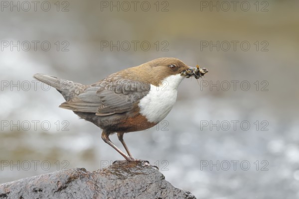 White-throated Dipper (Cinclus cinclus) on a stone on the bank of a river, wildlife, nature