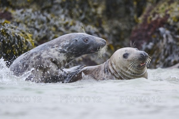 Grey seal (Halichoerus grypus) playing with each other in the water, sea, Düne, Helgoland,