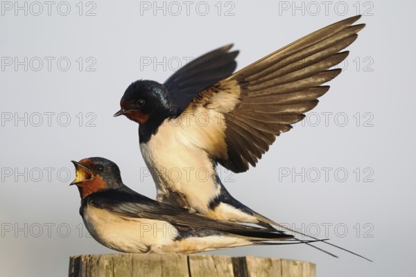 Two barn swallows (Hirundo rustica) mating on a post, male with outstretched wings, Hesse, Germany,