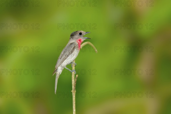 Rose-throated Becard Pachyramphus aglaiae La Bajada, Nayarit, Mexico 8 June Adult Male singing.