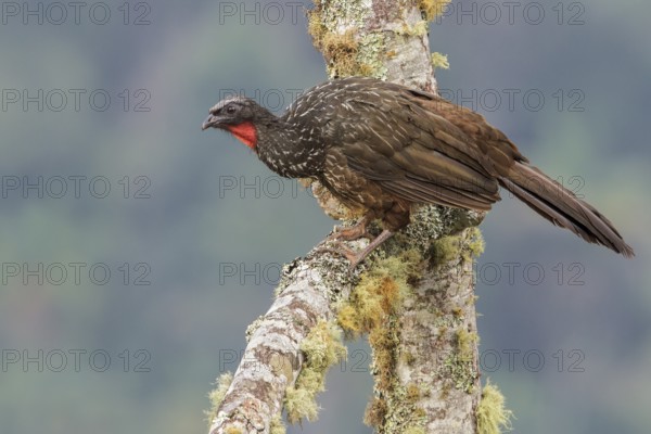 Dusky-legged Guan (Penelope obscura) perched on a branch in the Atlantic rainforest of southeast