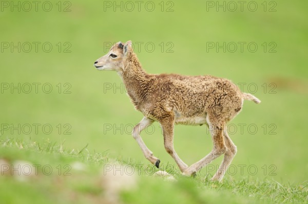 European mouflon (Ovis aries musimon) running standing on a meadow, tirol, Kitzbühel, Wildpark