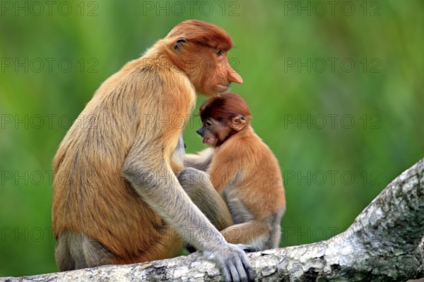 Proboscis monkeys (Nasalis larvatus), female and young, Labuk Bay, Sabah, Borneo, slender monkeys,