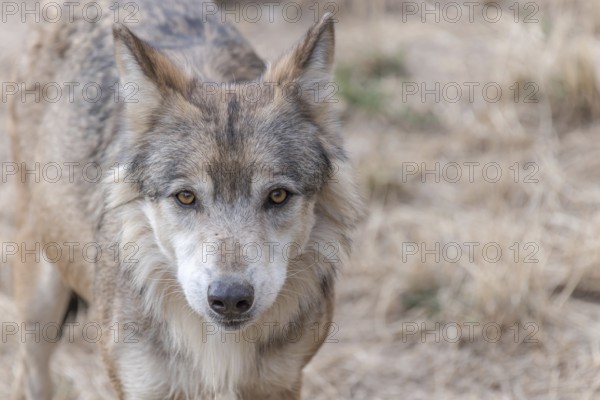 Portrait of a Mongolian wolf (Canis lupus chanco) in Gevaudan Park. Marvejols, Cevennes, France,