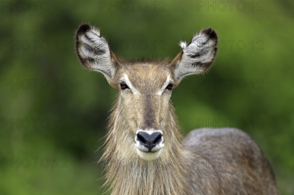 Ellipsipse waterbuck, female, Sabi Sabi Game Reserve, Kruger National Park, South Africa (Kobus
