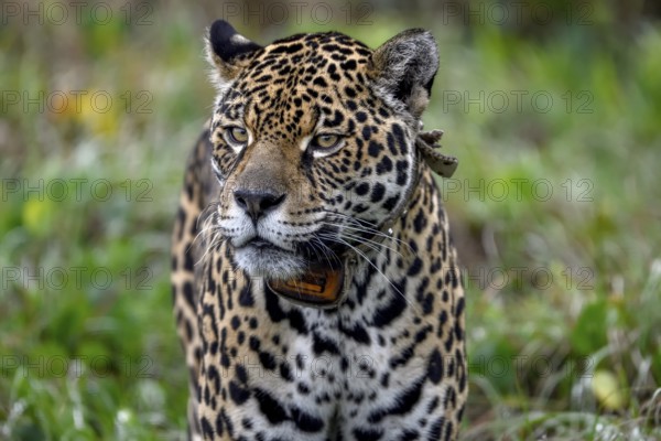 Jaguar (Panthera onca) with radio collar, Conservation Land Trust breeding station, Iberá Project,