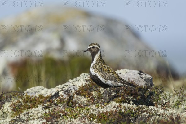European golden plover (Pluvialis apricaria), camouflaged in tundra vegetation, Northern Norway,