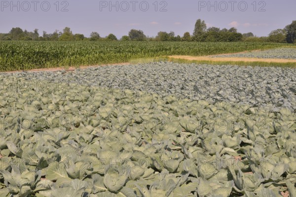 Cabbage crops (Brassica oleracea alba) on the Route de la Choucroute, Sauerkraut Route, near