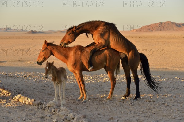 Namib desert horse, wild horses (Equus ferus), mating, foal, near Aus, Karas Region, Namibia,