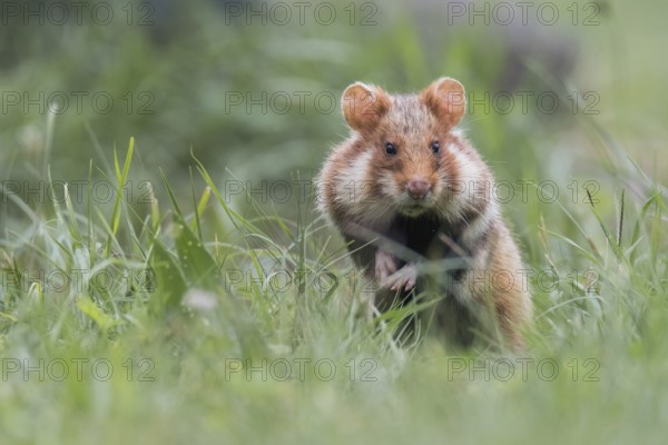 European hamster (Cricetus cricetus), sits in meadow, Neusiedeler See National Park, Burgenland,