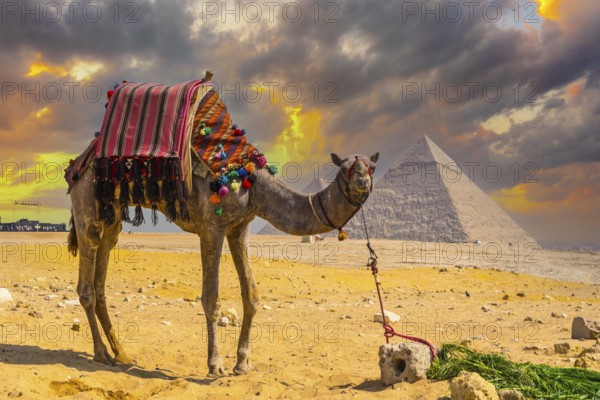 A beautiful camel in the Pyramids of Giza, the oldest Funerary monument in the world. In the city