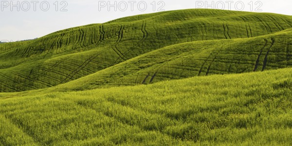 Landscape at sunrise around Pienza, Val dOrcia, Orcia Valley, UNESCO World Heritage Site, Siena