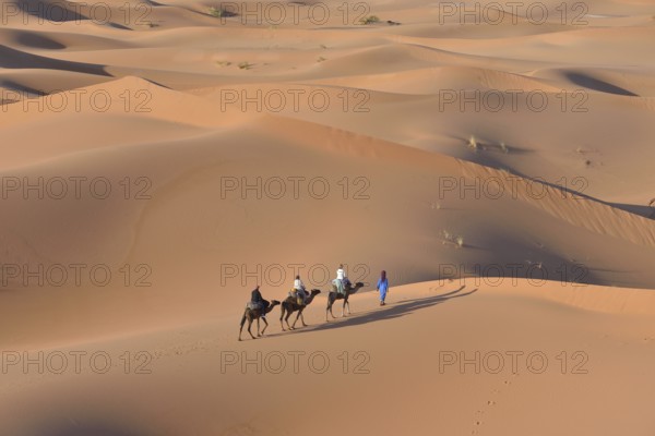 Tourists riding on camels through the dunes, Sahara, Merzouga, Meknès-Tafilalet region, Morocco,