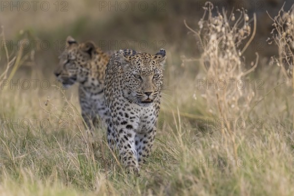 Leopard (Panthera pardus) female rear young, Moremi Game Reserve, Okavango Delta, Maun, Botswana,