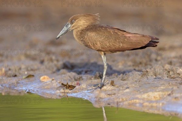 Hammerhead, Hammerhead, Hamerkop, (Scopus umbretta), Ombrette africaine, Avemartillo, Shadebird,