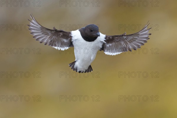 Little grebe, Plautus alle, Dovekie, Little Auk, (Mergule nain), Mérgulo atlántico, flight photo,
