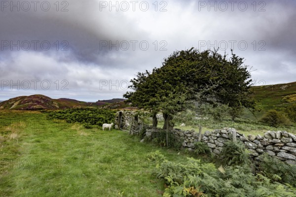 Hilly landscape with green meadows, sheep and stone wall, dry stone wall on the edge of Snowdonia