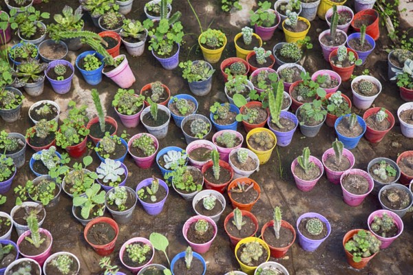 Plants in colourful flower pots in a greenhouse in Maschwitz Province Buenos Aires, Argentina 2017
