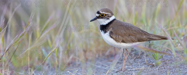 Little Ringed Plover, Little Ringed Plover, (Charadrius dubius), plover family, biotope, foraging,