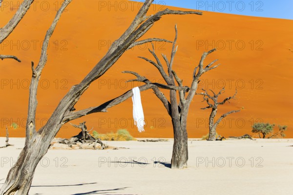 White shawl on petrified tree branches. Deadvlei in the Park Namib-Naukluft surrounded by the dunes