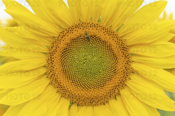 Detail of a sunflowers or sun (Helianthus annuus) grown for its edible seeds, flour and oil.