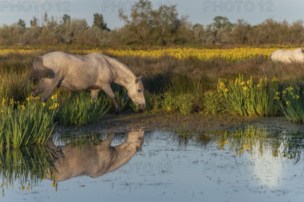Camargue horses feeding in a swamp full of yellow irises. Saintes Maries de la Mer, Parc naturel