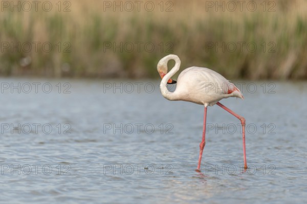 Greater Flamingo (Phoenicopterus roseus) in a swamp in spring. Saintes Maries de la Mer, Parc