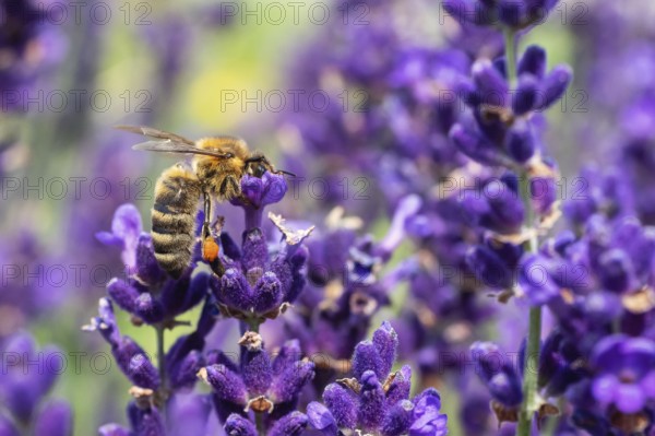 The bee pollinates the lavender flowers