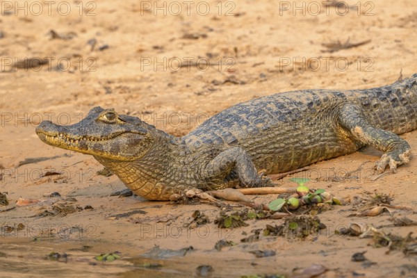 Caiman (Caimaninae), Crocodile (Alligatoridae), crocodile (Crocodylia), close-up view, Pantanal,