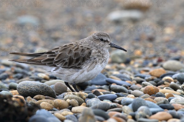 Baird's Sandpiper, Calidris bairdii, Patagonia, Argentina, South America
