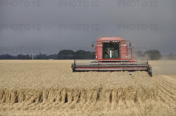 TIMARU, NEW ZEALAND, CIRCA FEBRUARY 2010: Farmers harvest a crop of wheat, South Canterbury, New