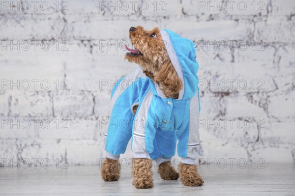 Small funny dog of brown colour with curly hair of toy poodle breed posing in clothes for dogs.