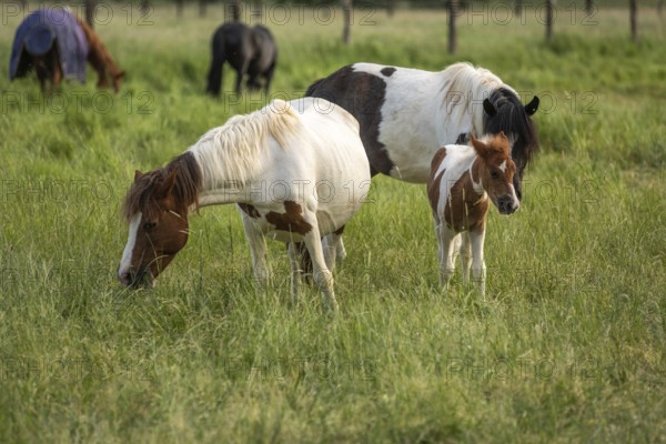 Horses in a pasture in the French countryside in spring