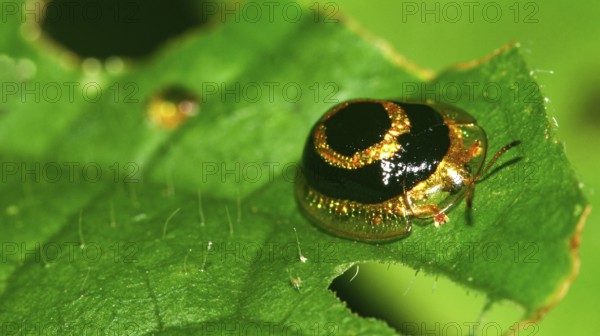 Scale Insect, Coccoidea, Hemiptera, Tropical Rainforest, Napo River Basin, Amazonia, Ecuador,