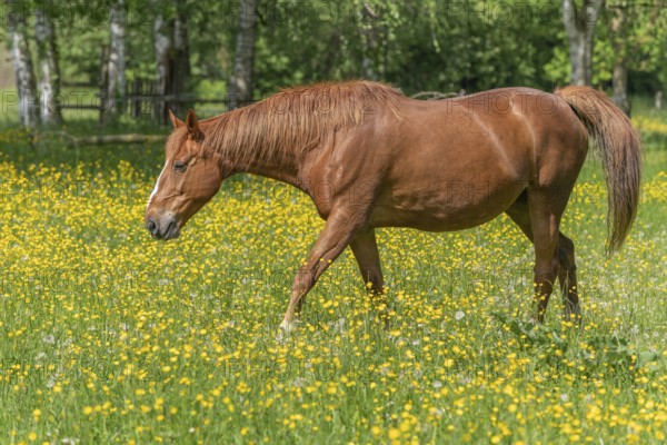 Horse in a green pasture filled with yellow buttercups. Bas-Rhin, Collectivite europeenne d'Alsace,