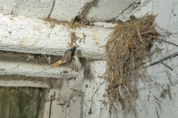 Black Redstart male (Phoenicurus ochruros) bringing food in flight to its chicks at nest. Alsace,