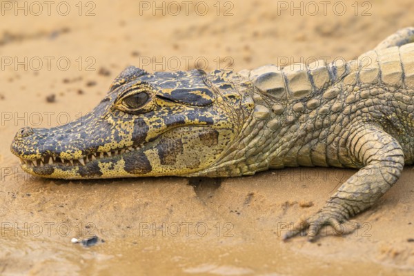 Spectacled caiman (Caiman crocodilus yacara), Crocodile (Alligatoridae), crocodile (Crocodylia),